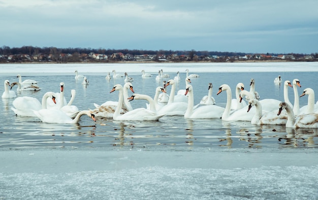 Viele Schwäne auf dem See am Wintertag