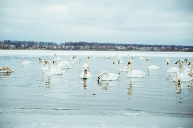 Viele Schwäne auf dem See