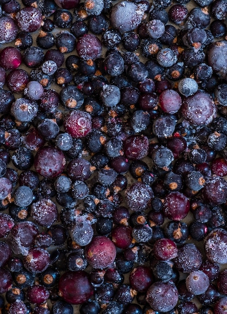 Viele schwarze und rosa Beeren Johannisbeere mit Raureif und Eis, Draufsicht, Nahaufnahme.