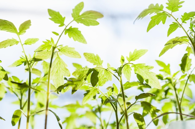 Viele Sprossen der Tomatenpflanze