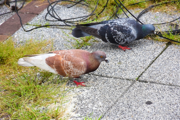 Viele Tauben sitzen in der Straße (Columba livia domestica)