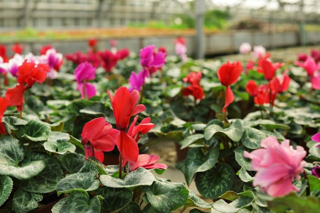 Viele Topfpflanzen blühende Blumen im Gewächshaus Detailansicht Hausgartenarbeit