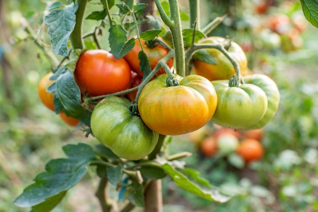 Viele Trauben mit reifen roten und unreifen grünen Tomaten, die im Garten wachsen, reifen an einem warmen Sommertag