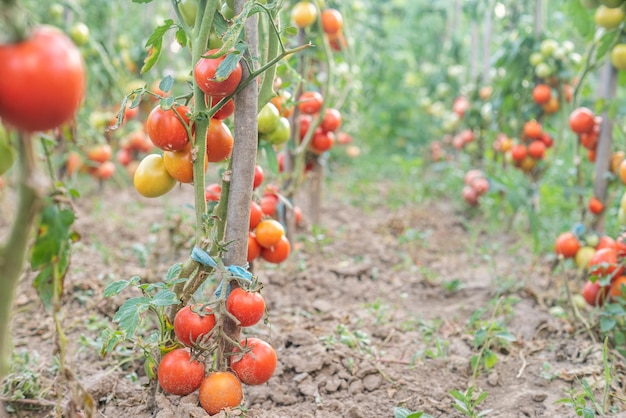 Viele Trauben mit reifen roten und unreifen grünen Tomaten, die im Garten wachsen, reifen an einem warmen Sommertag