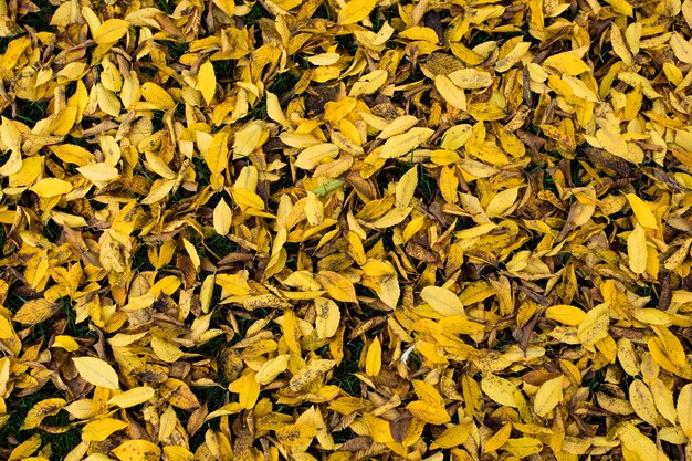 Viele trocknen bunte herbstliche Blätter, die den Boden umfassen