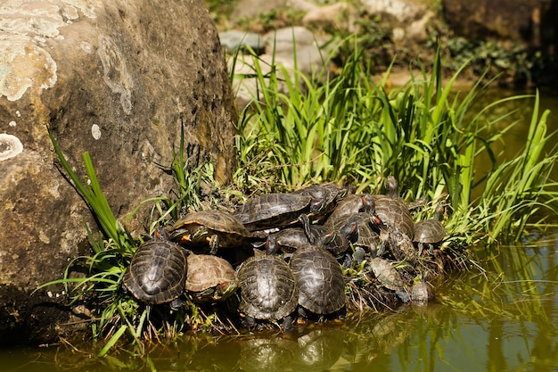 Viele unterschiedlich große Schildkröten in verschiedenen Sonnenpositionen auf einem braunen Felsen in einem Sumpfteich