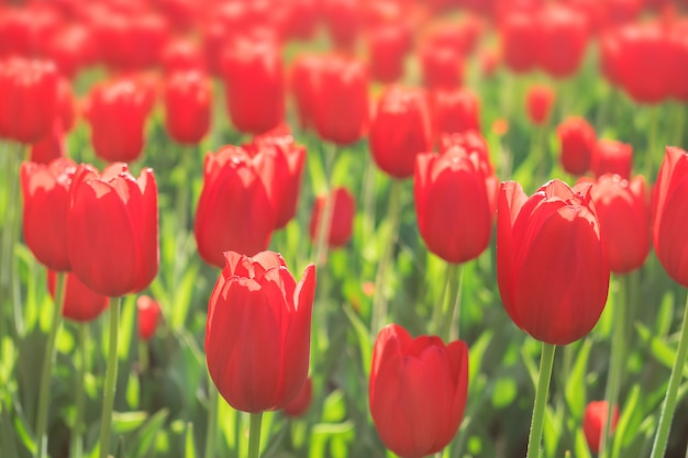 Viele varietal Rote Tulpen im Stadtpark