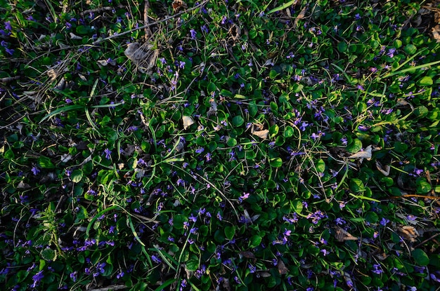 Viele Veilchen im Frühling