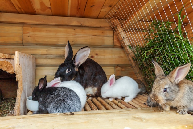 Viele verschiedene kleine Fütterungskaninchen auf Tierfarm im Kaninchenstall