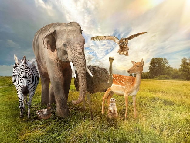 Foto viele verschiedene tiere auf grünem gras unter bewölktem himmel