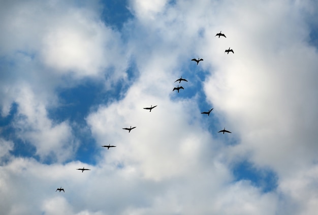 Viele Vögel, die oben in den Wolkenhimmel fliegen