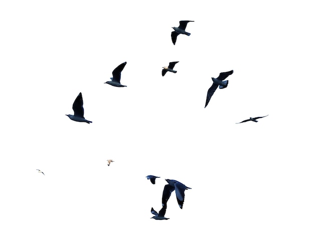 Viele Vögel fliegen isoliert am Himmel auf weißem Hintergrund