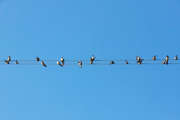 Viele Vögel, Schwalben oder Martlets, Mauersegler sitzen auf Drähten vor dem Hintergrund des blauen Himmels. Platz kopieren. Foto in hoher Qualität