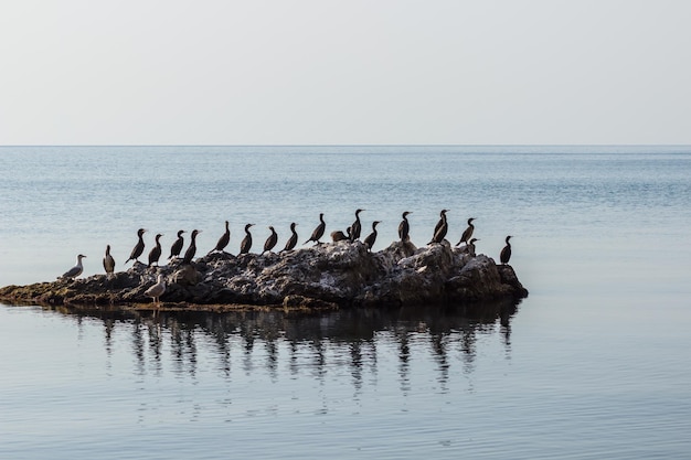 Viele Vögel sitzen auf einem Felsen am Schwarzen Meer