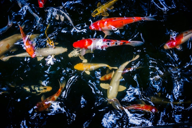 Foto viele von koi-fischen, die in einem wassergarten, bunte koi fische schwimmen