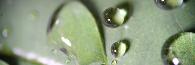 Viele Wassertropfen auf der Oberfläche des grünen Blattes Nahaufnahme von Regentröpfchen auf der grünen Pflanze