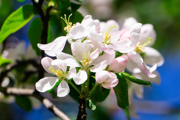 Viele weiße Apfelbaumblüten