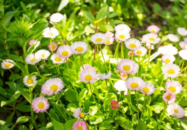 Viele weiße Gänseblümchen im sonnigen Tagesgras und Blumen auf der Wiese