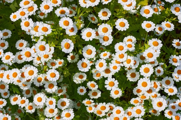 Viele weiße Kamillenblüten auf einer grünen Wiese Schöne Blumenkulisse Draufsicht