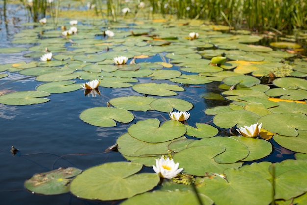 Viele weiße Lotusblumen blühen im Fluss