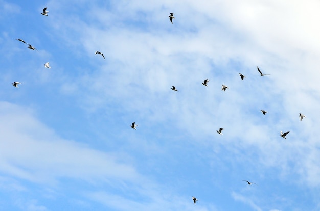 Viele weiße Möwen fliegen in den bewölkten blauen Himmel