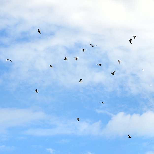 Viele weiße Möwen fliegen in den bewölkten blauen Himmel