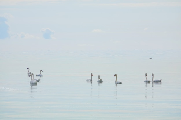 viele weiße Singschwäne auf dem See mit blauem Hintergrund schöne elegante königliche Vögel schwimmen