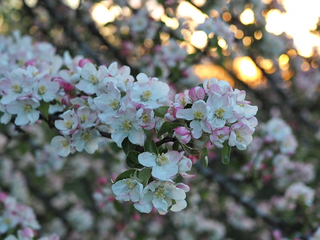 Viele weiße und rosa Blüten eines Apfelbaums schließen sich vor dem Hintergrund eines Sonnenuntergangs