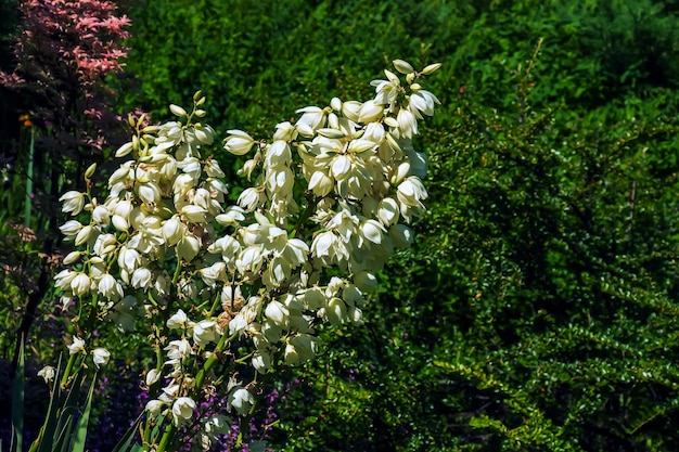 Viele zarte weiße Blüten der Yucca-Pflanze, die allgemein als Adams Nadel und Faden bekannt sind