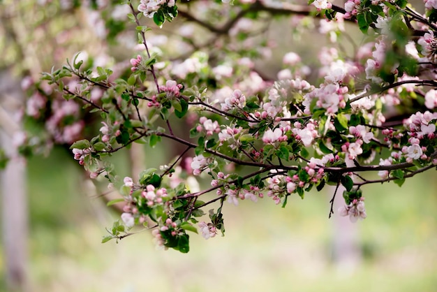 Foto viele zweige des frühlingsblühenden apfels