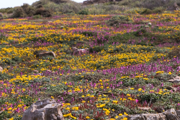 Vielfältige Frühlingsflora von Sagres