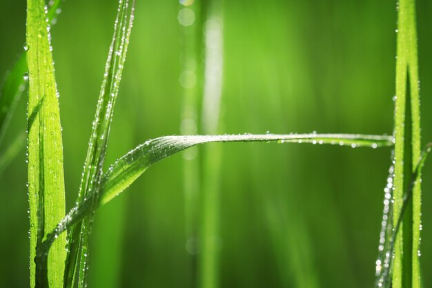 Vielfältige Grasstrukturen