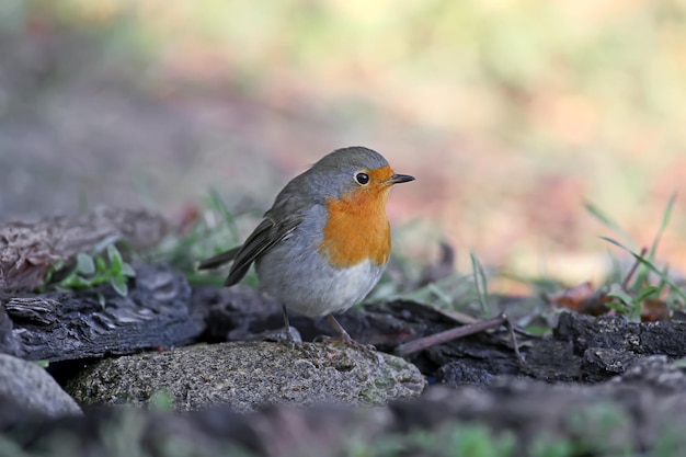 Vielfältiger Robin