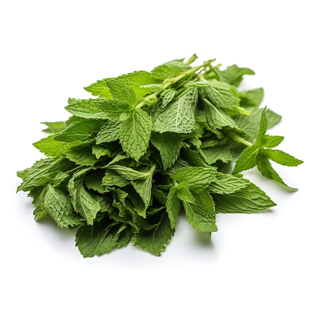 Vielfalt der Natur Chinesische Minze Kräutertyp der Kräutertyp Mentha Haplocalyx Form von Her beliebt im Leben