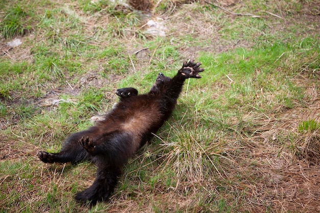 Vielfraß Gulo Gulo liegt auf dem Rücken und spielt im Frühlingswald Norwegen in Nahaufnahme