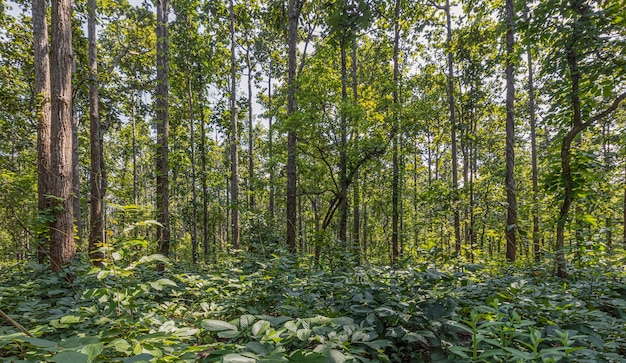 Foto vielzahl von bäumen entlang des weges in der provinz mae hong son, thailand