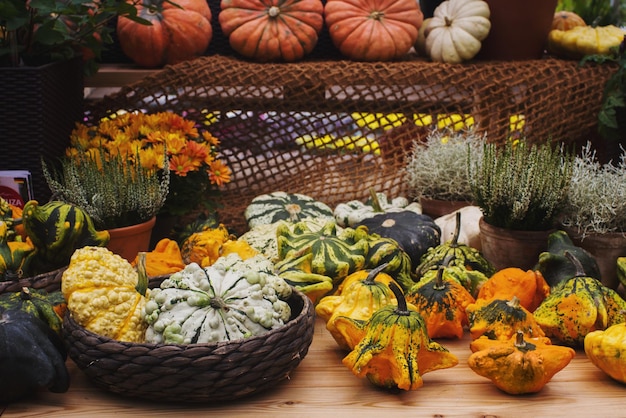 Vielzahl von bunten Kürbissen auf dem saisonalen Bauernmarkt Herbsternte dekoratives Gemüse für selektiven Fokus des Herbstfestes