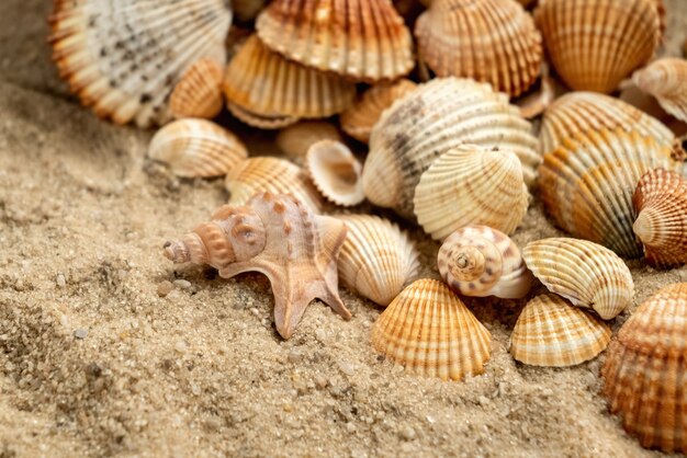 Vielzahl von eashells auf sandsommerhintergrund