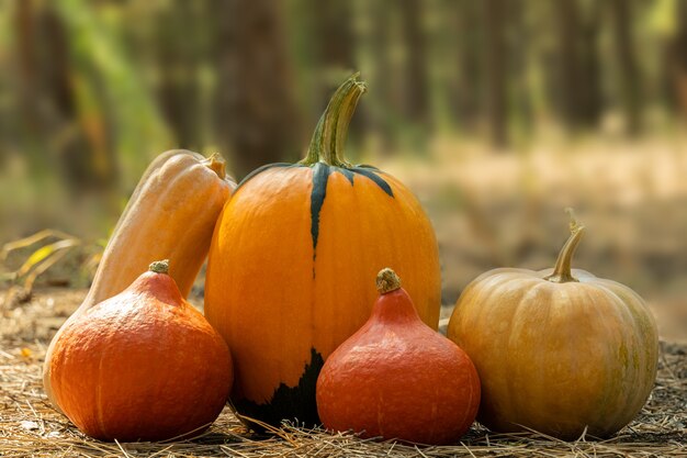 Foto vielzahl von kürbissen draußen auf einem herbstwaldhintergrund