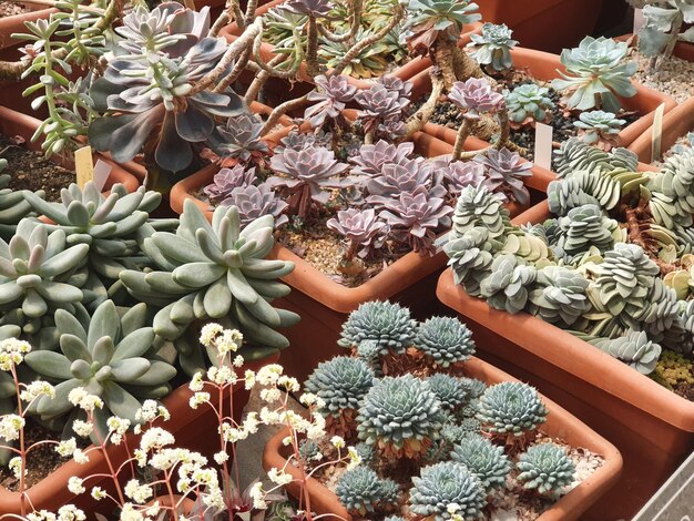 Vielzahl von Sukkulenten im Botanischen Garten