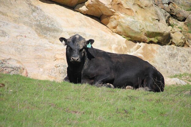 Foto viendo a la vaca