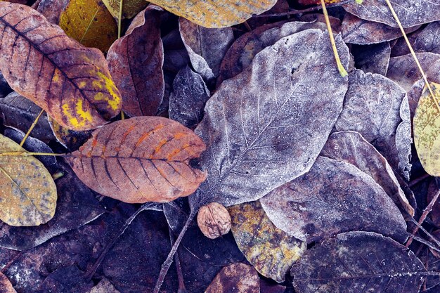 Viene el invierno. Nuez sobre hojas cubiertas de escarcha