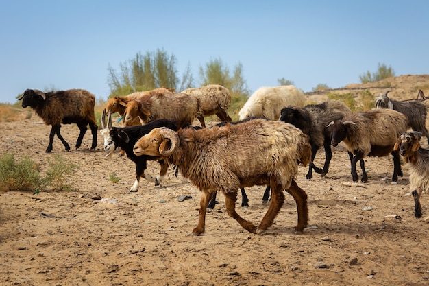 Viene una manada de carneros y cabras. Uzbekistán