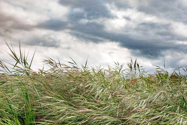 Viento en el campo de trigo con cielo nublado