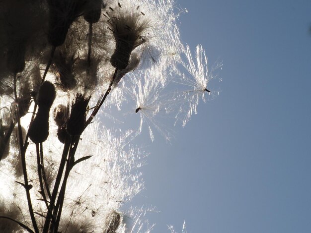 el viento que lleva las semillas de las plantas