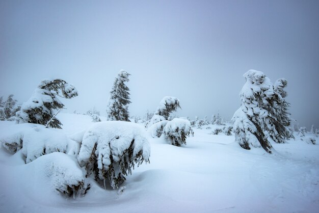 El viento sopla sobre los abetos jóvenes nevados que crecen en una ladera entre la nieve en invierno. El concepto de la dura naturaleza del norte y la belleza del invierno. Copyspace