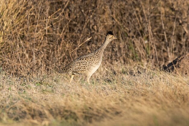 Vientre blanco nothura tinamou en entorno de pastizales pampa Argentina