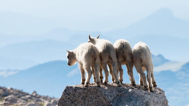 Vier Baby-Bergziegen auf der Spitze des Felsens.