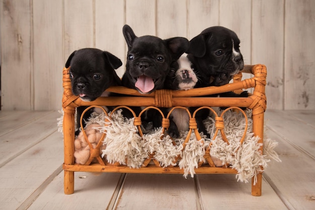 Vier französische Bulldoggen sitzen in einem Holzbett.