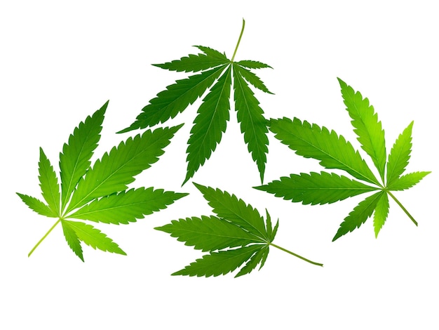 Vier frische grüne zerrissene Marihuanna-Cannabisblätter isoliert auf weißem Hintergrund